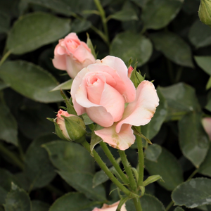 Pоза Катрин - розов - Чайно хибридни рози 